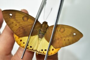 Athis pirrelloi A1 ♂ RARE CASTNIIDAE