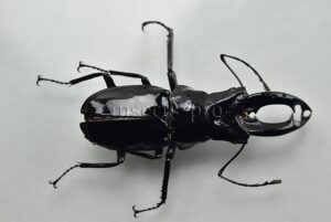 Cantharolethrus peruvianus A1 ♂ 42mm