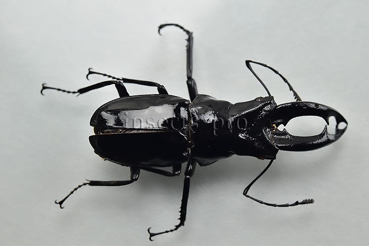 Cantharolethrus peruvianus A1 ♂ 42mm