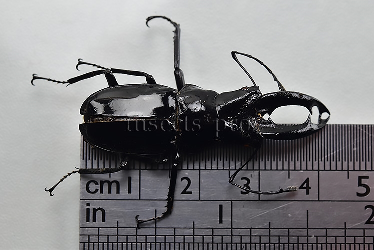 Cantharolethrus peruvianus A1 ♂ 42mm - Image 2