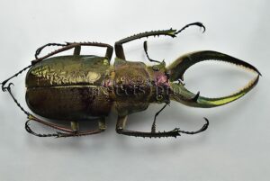Sphaenognathus giganteus A1 ♂ 77mm