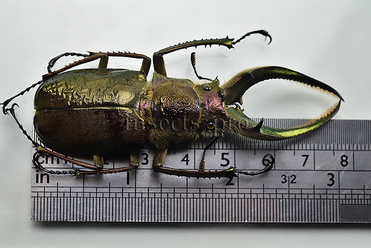 Sphaenognathus giganteus A1 ♂ 77mm - Image 2