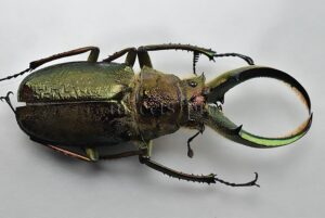 Sphaenognathus giganteus A1 ♂ 71mm