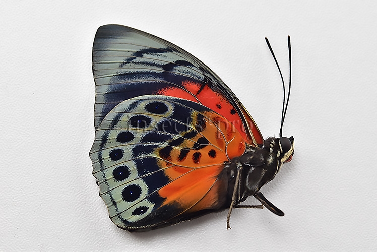 Agrias beatifica x Agrias claudina lugens A1 ♂ HYBRID* ORIGINAL PICTURE* - Image 2