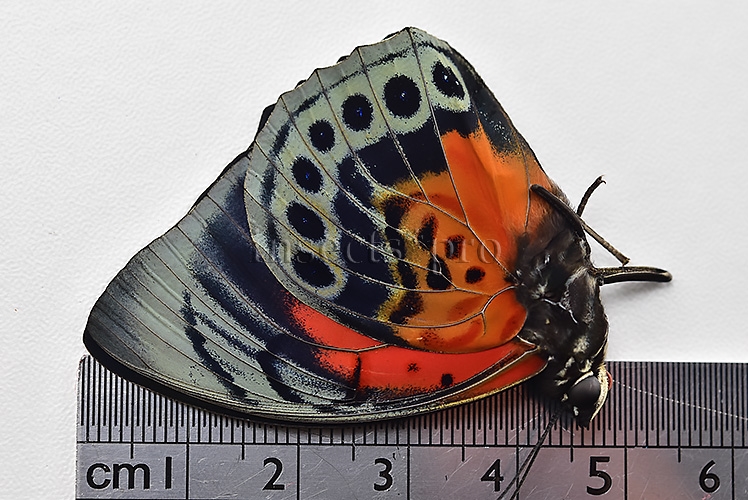 Agrias beatifica x Agrias claudina lugens A1 ♂ HYBRID* ORIGINAL PICTURE* - Image 3