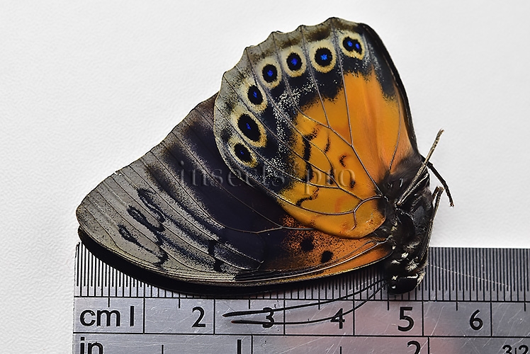Agrias beatifica x Prepona laertes A1 ♂ HYBRID* ORIGINAL PICTURE* - Image 3