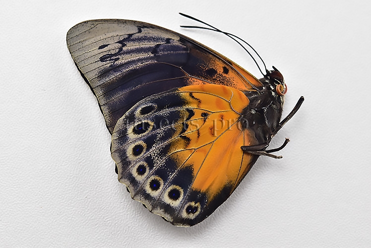 Agrias beatifica x Prepona laertes A1 ♂ HYBRID* ORIGINAL PICTURE* - Image 2