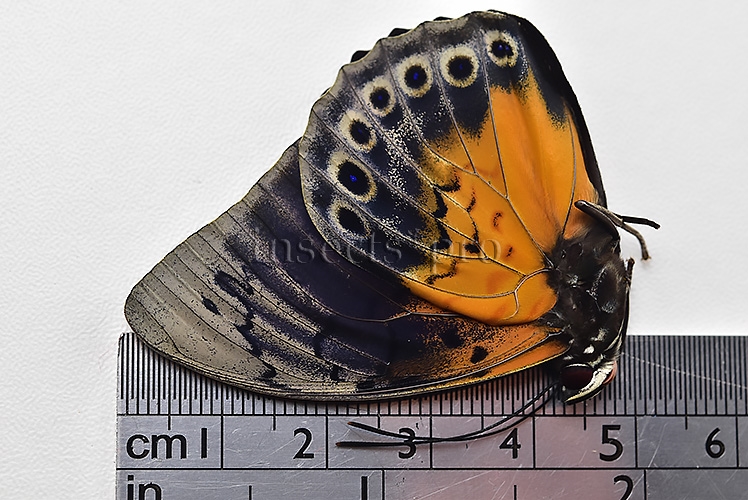 Agrias beatifica x Prepona laertes A1 ♂ HYBRID* ORIGINAL PICTURE* - Image 3