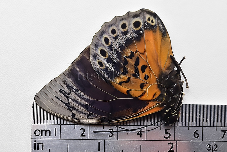 Agrias beatifica x Prepona laertes A1 ♂ HYBRID* ORIGINAL PICTURE* - Image 3