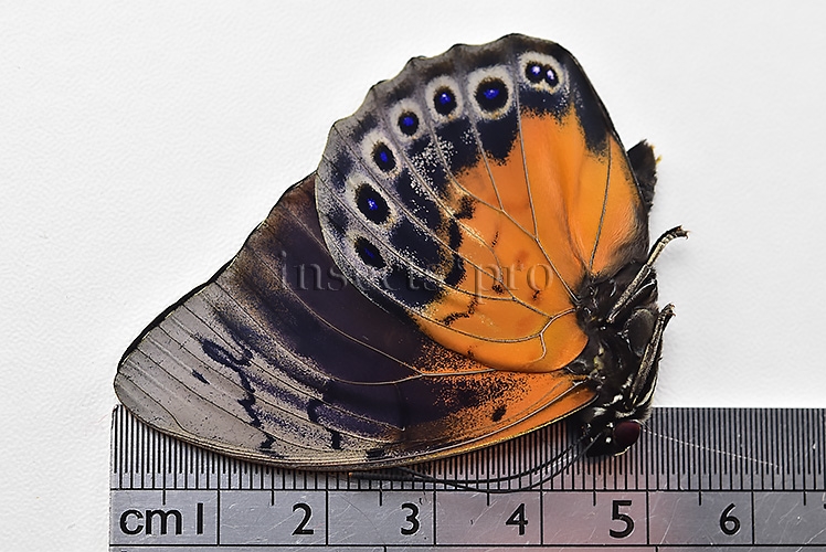 Agrias beatifica x Prepona laertes A1 ♂ HYBRID* ORIGINAL PICTURE* - Image 3