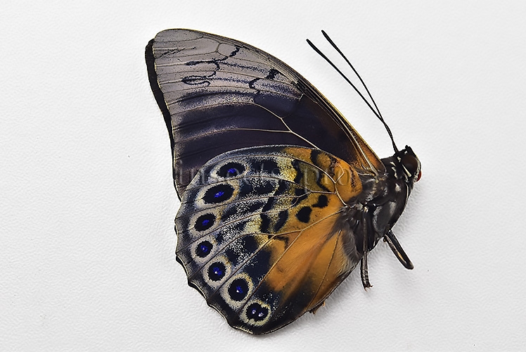 Agrias beatifica x Prepona laertes A1 ♂ HYBRID* ORIGINAL PICTURE* - Image 2