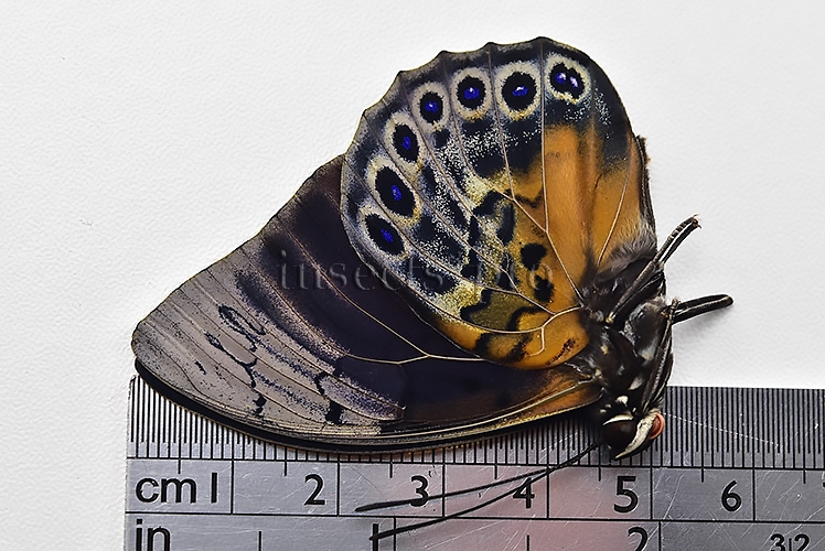 Agrias beatifica x Prepona laertes A1 ♂ HYBRID* ORIGINAL PICTURE* - Image 3
