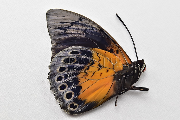 Agrias beatifica x Prepona laertes ♂ HYBRID* ORIGINAL PICTURE* - Image 2