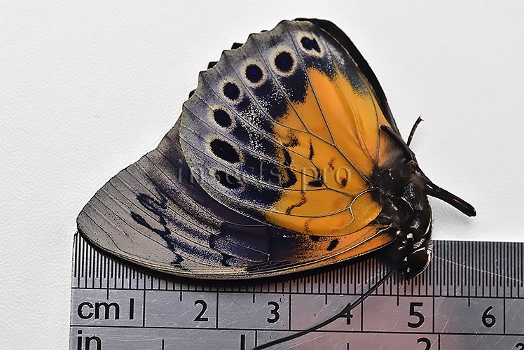 Agrias beatifica x Prepona laertes ♂ HYBRID* ORIGINAL PICTURE* - Image 3