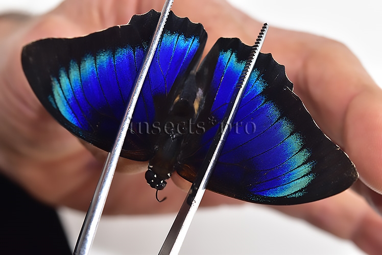 Agrias beatifica x Prepona laertes A1 ♂ HYBRID* ORIGINAL PICTURE*
