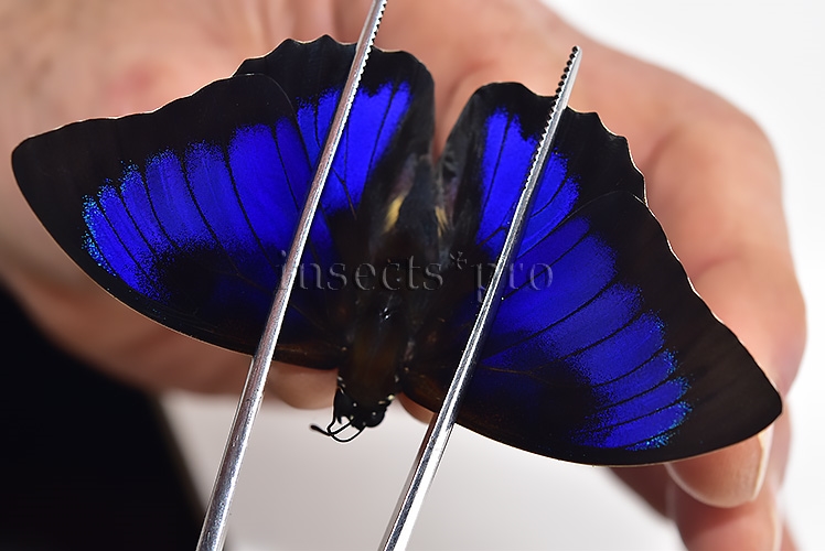 Agrias beatifica x Prepona laertes A1 ♂ HYBRID* ORIGINAL PICTURE*