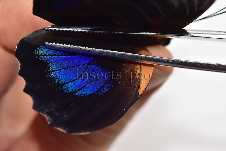 Agrias beatifica x Prepona laertes ♂ HYBRID* ORIGINAL PICTURE* - Image 4