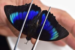 Agrias beatifica x Prepona laertes ♂ HYBRID* ORIGINAL PICTURE*