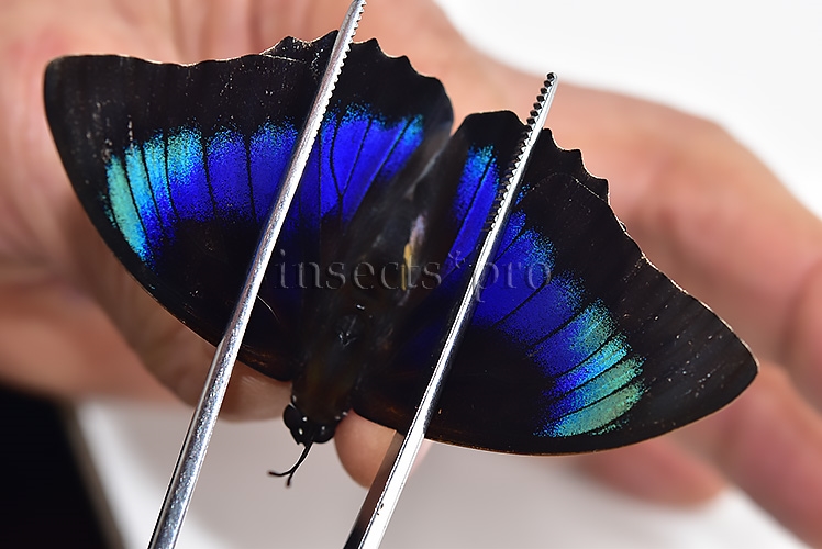 Agrias beatifica x Prepona laertes ♂ HYBRID* ORIGINAL PICTURE*