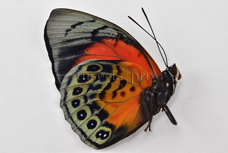 Agrias beatifica x Agrias claudina lugens A1 ♂ HYBRID* ORIGINAL PICTURE* - Image 2