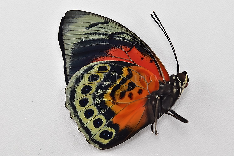 Agrias beatifica x Agrias claudina lugens A1 ♂ HYBRID* ORIGINAL PICTURE* - Image 2