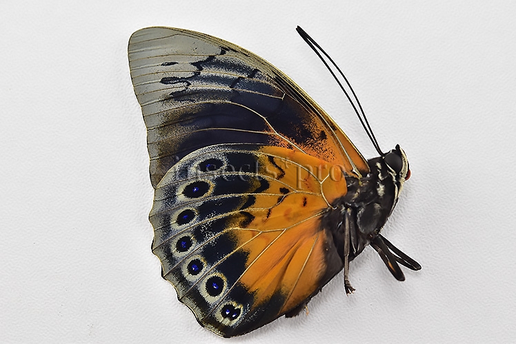 Agrias beatifica x Prepona laertes A1 ♂ HYBRID* ORIGINAL PICTURE* - Image 2