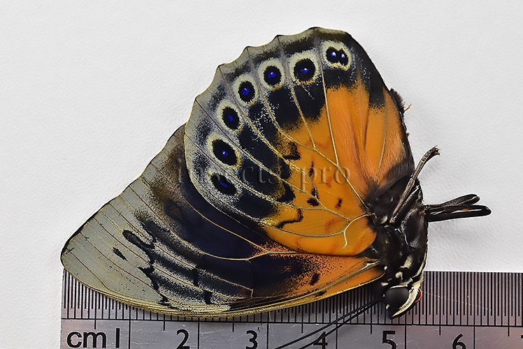 Agrias beatifica x Prepona laertes A1 ♂ HYBRID* ORIGINAL PICTURE* - Image 3