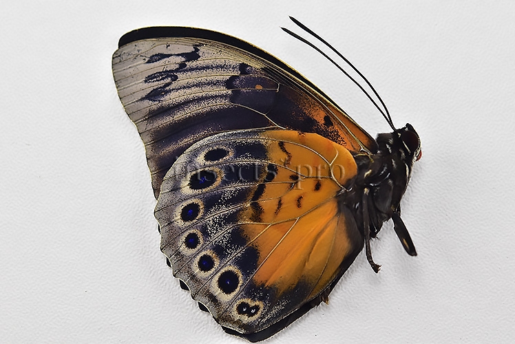 Agrias beatifica x Prepona laertes A1 ♂ HYBRID* ORIGINAL PICTURE* - Image 2