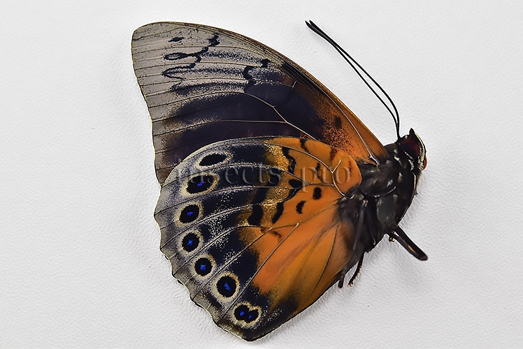Agrias beatifica x Prepona laertes A1 ♂ HYBRID* ORIGINAL PICTURE* - Image 2