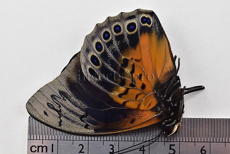 Agrias beatifica x Prepona laertes A1 ♂ HYBRID* ORIGINAL PICTURE* - Image 3