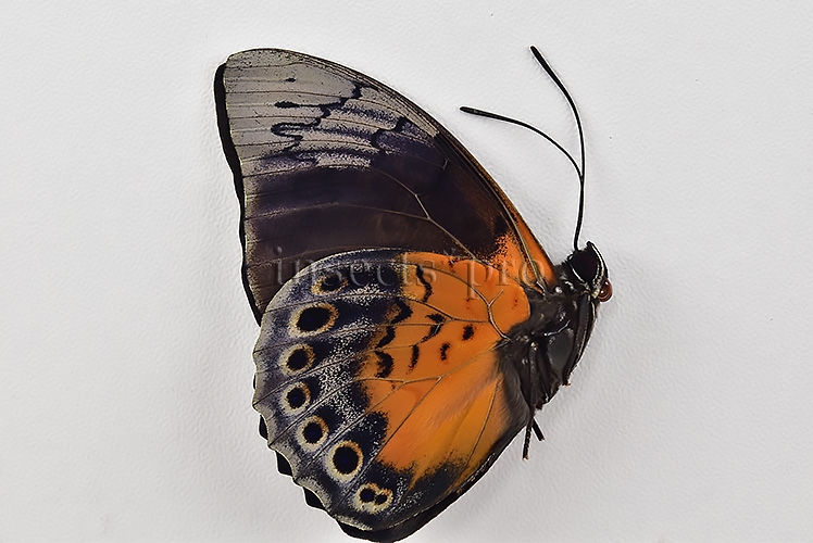 Agrias beatifica x Prepona laertes ♂ HYBRID* ORIGINAL PICTURE* - Image 2
