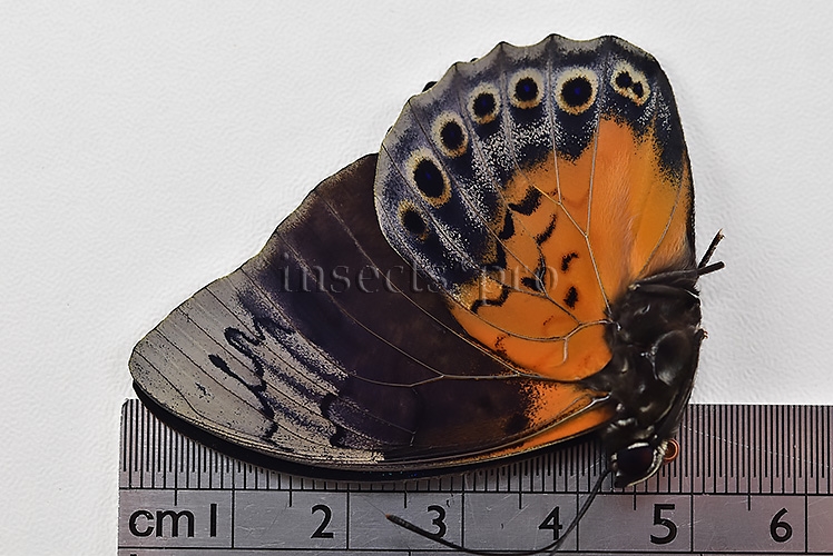 Agrias beatifica x Prepona laertes ♂ HYBRID* ORIGINAL PICTURE* - Image 3