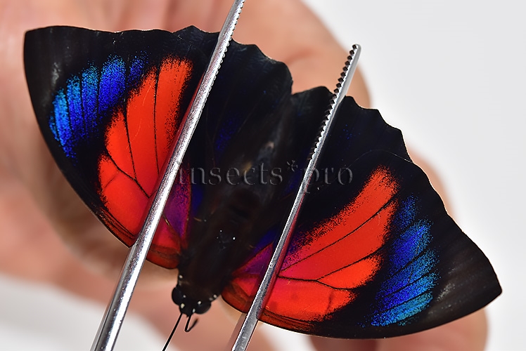 Agrias beatifica x Agrias claudina lugens A1 ♂ HYBRID* ORIGINAL PICTURE*