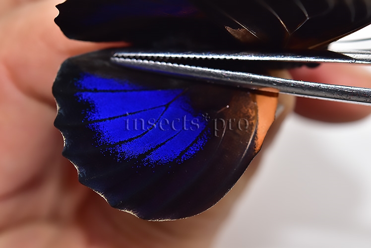 Agrias beatifica x Prepona laertes ♂ HYBRID* ORIGINAL PICTURE* - Image 4