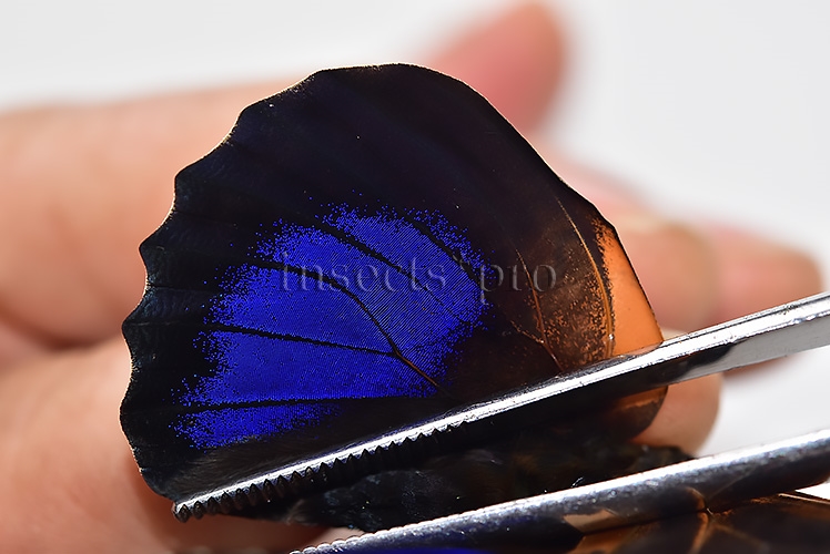 Agrias beatifica x Prepona laertes ♂ HYBRID* ORIGINAL PICTURE* - Image 5