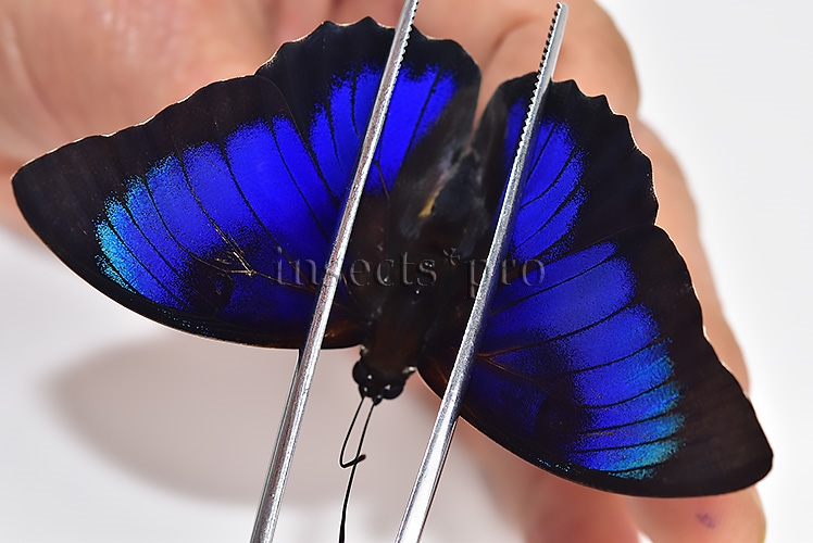 Agrias beatifica x Prepona laertes ♂ HYBRID* ORIGINAL PICTURE*