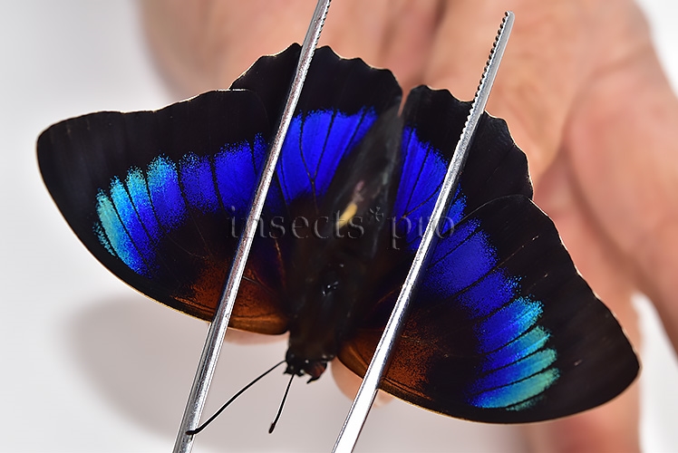 Agrias beatifica x Prepona laertes A1 ♂ HYBRID* ORIGINAL PICTURE*