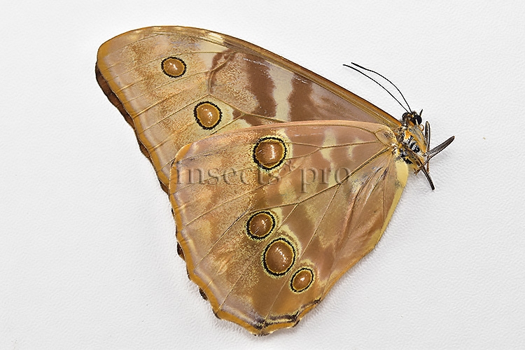Morpho aurora lamasi ♀ - Image 2