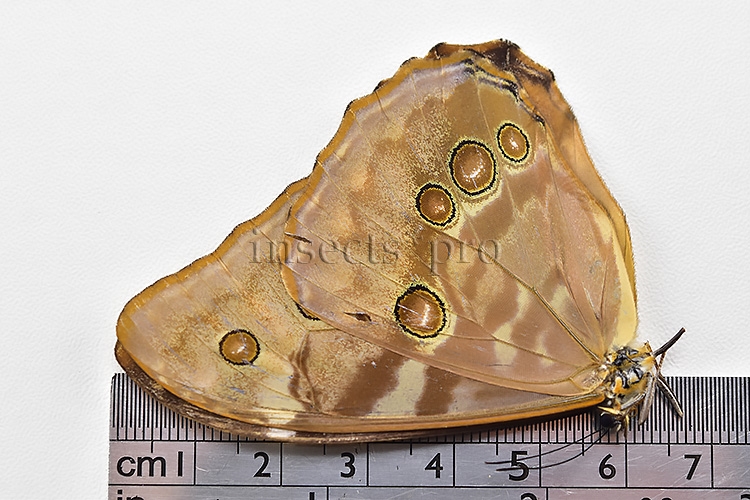 Morpho aurora lamasi ♀ - Image 3