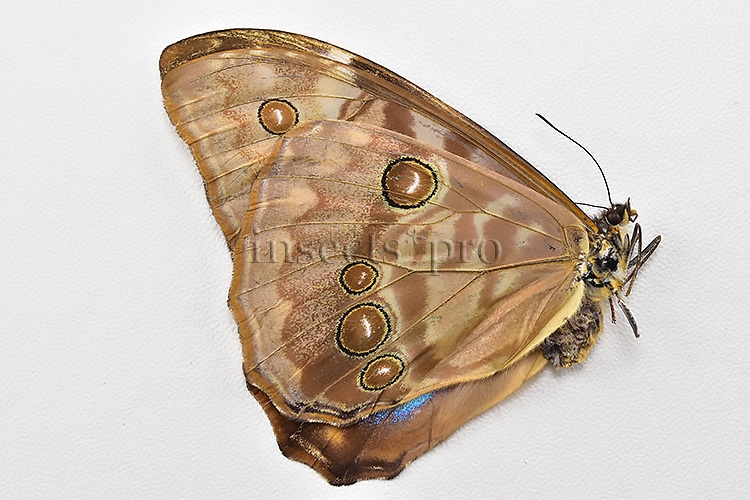 Morpho aurora lamasi ♀ - Image 2
