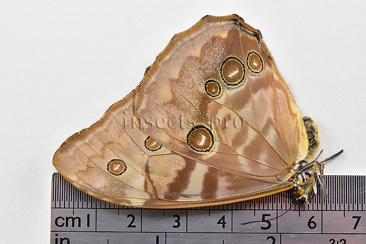 Morpho aurora lamasi ♀ - Image 3