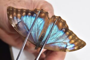 Morpho aurora lamasi ♀