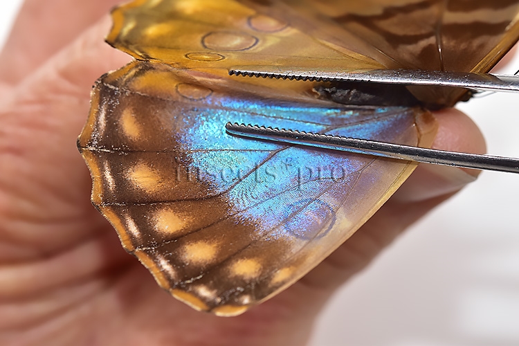 Morpho aurora lamasi ♀ - Image 4