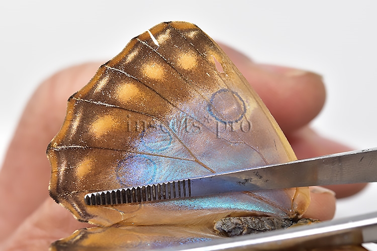 Morpho aurora lamasi ♀ - Image 5