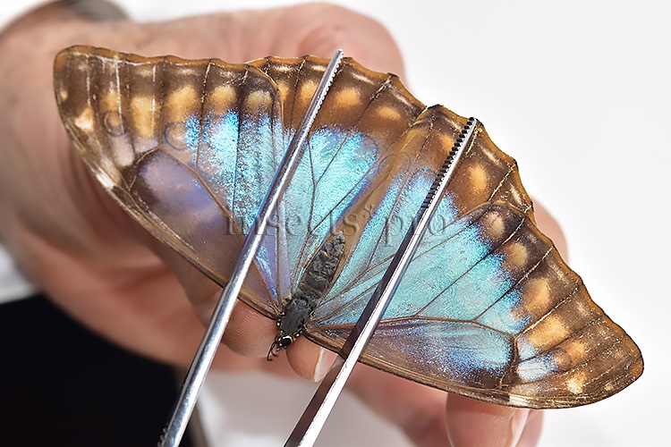 Morpho aurora lamasi ♀