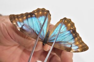 Morpho aurora lamasi A1 ♀
