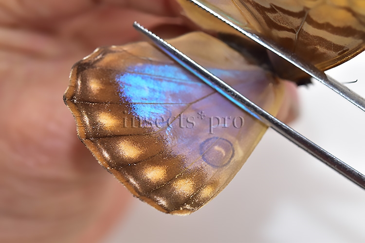 Morpho aurora lamasi ♀ - Image 4