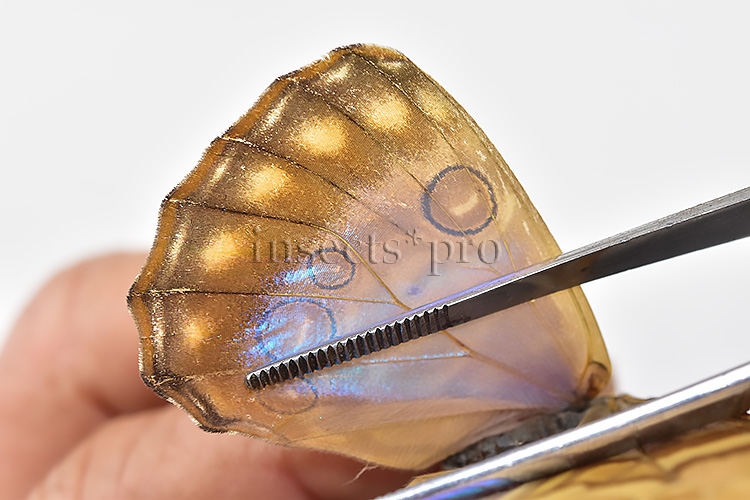 Morpho aurora lamasi ♀ - Image 5