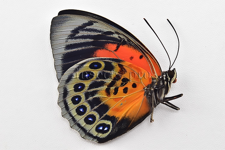 Agrias beatifica x Agrias claudina lugens A1 ♀ HYBRID* ORIGINAL PICTURE* - Image 2
