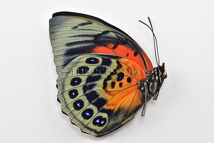 Agrias beatifica x Agrias claudina lugens A1 ♀ HYBRID* ORIGINAL PICTURE* - Image 2
